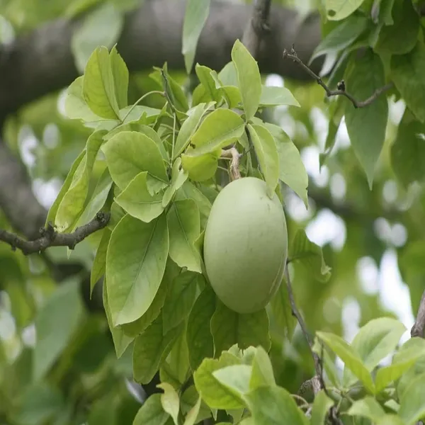 Bel_Bael_Bilva_Fruit_Plant_(1.5-2_Feet_Height)