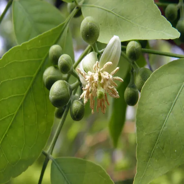 Bel_Bael_Bilva_Fruit_Plant_(1.5-2_Feet_Height)