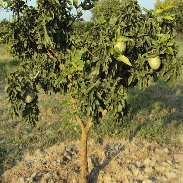 Bel_Bael_Bilva_Fruit_Plant_(1.5-2_Feet_Height)