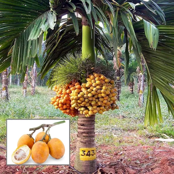 Inter_Mangala_Arecanut_Betel_Nut_Supari_Hybrid_Dwarf_Fruit_Plant_(1.5-3_Feet_Height)