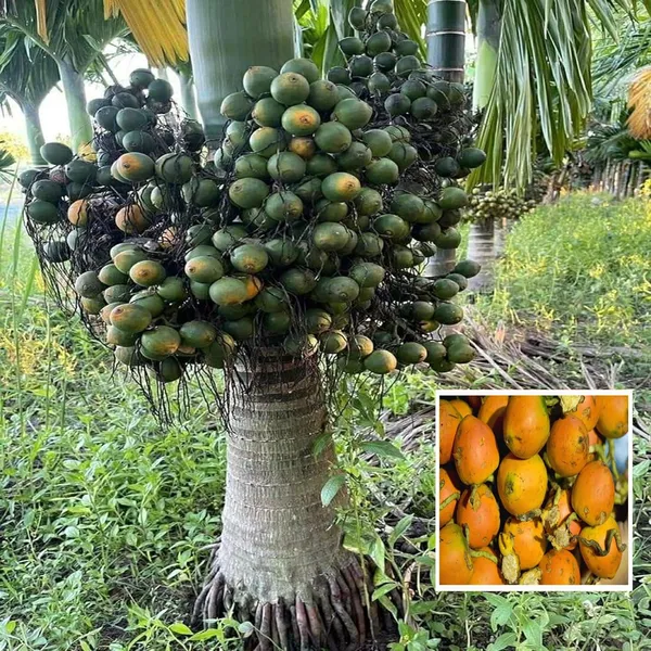 Inter_Mangala_Arecanut_Betel_Nut_Supari_Hybrid_Dwarf_Fruit_Plant_(1.5-3_Feet_Height)