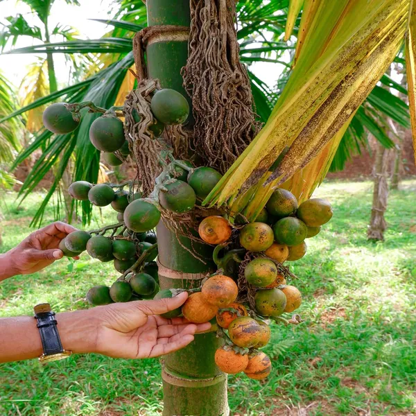 Inter_Mangala_Arecanut_Betel_Nut_Supari_Hybrid_Dwarf_Fruit_Plant_(1.5-3_Feet_Height)