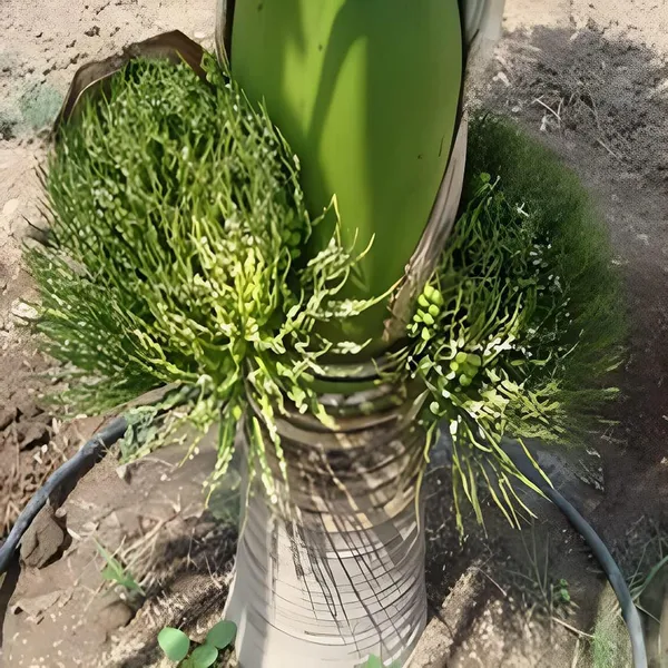 Inter_Mangala_Arecanut_Betel_Nut_Supari_Hybrid_Dwarf_Fruit_Plant_(1.5-3_Feet_Height)