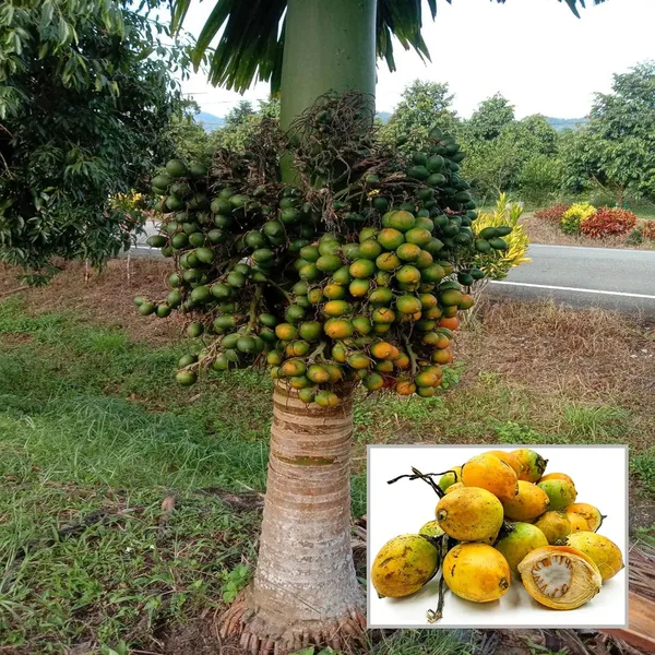Vtlah_-2_Vittal_Hybrid-2_Arecanut_Betel_Nut_Supari_Hybrid_Dwarf_Fruit_Plant_(1.5-3_Feet_Height)