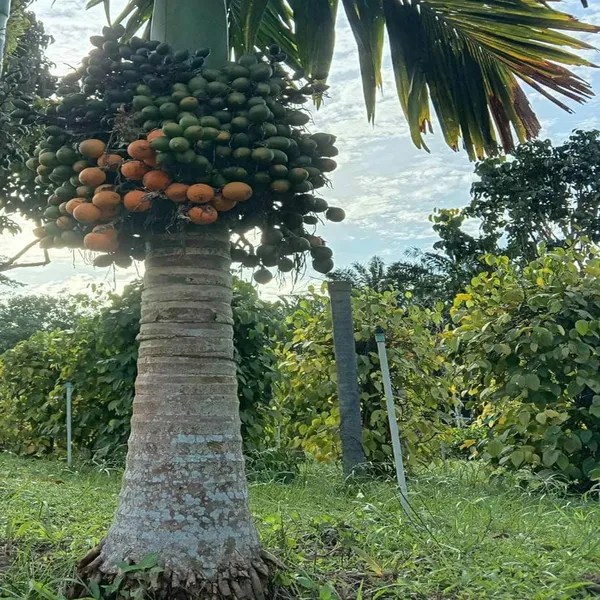 Vtlah_-2_Vittal_Hybrid-2_Arecanut_Betel_Nut_Supari_Hybrid_Dwarf_Fruit_Plant_(1.5-3_Feet_Height)
