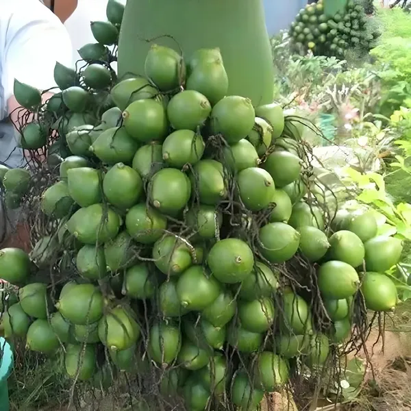 Vtlah_-2_Vittal_Hybrid-2_Arecanut_Betel_Nut_Supari_Hybrid_Dwarf_Fruit_Plant_(1.5-3_Feet_Height)