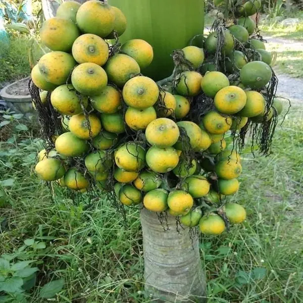Vtlah_-2_Vittal_Hybrid-2_Arecanut_Betel_Nut_Supari_Hybrid_Dwarf_Fruit_Plant_(1.5-3_Feet_Height)