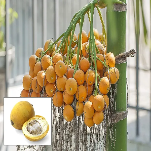 Assam_Pati_Arecanut_Betel_Nut_Supari_Hybrid_Dwarf_Fruit_Plant_(1.5-3_Feet_Height)