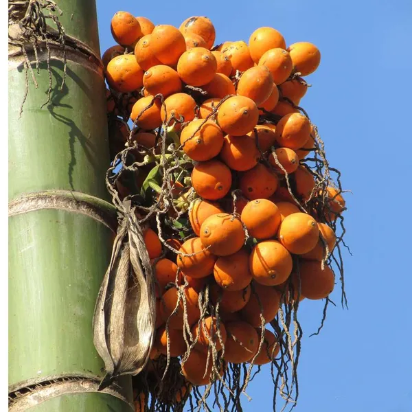 Assam_Pati_Arecanut_Betel_Nut_Supari_Hybrid_Dwarf_Fruit_Plant_(1.5-3_Feet_Height)