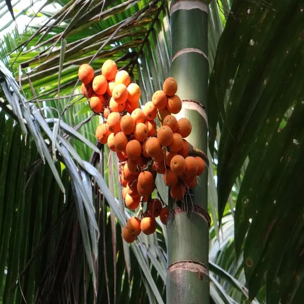Assam_Pati_Arecanut_Betel_Nut_Supari_Hybrid_Dwarf_Fruit_Plant_(1.5-3_Feet_Height)