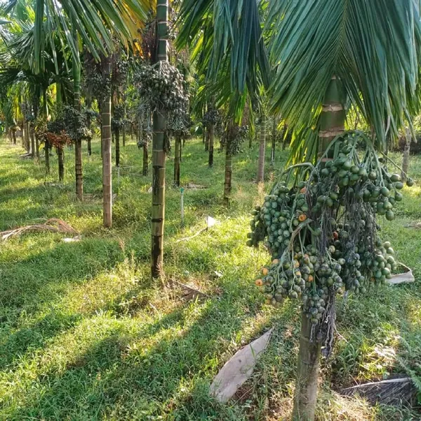 Assam_Pati_Arecanut_Betel_Nut_Supari_Hybrid_Dwarf_Fruit_Plant_(1.5-3_Feet_Height)