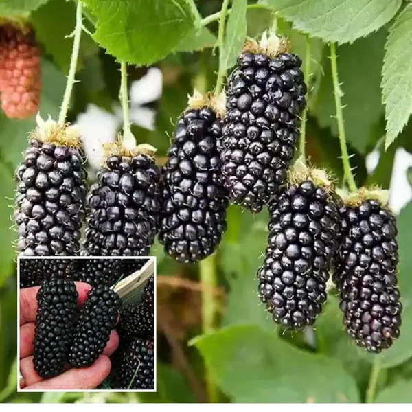 Blackberry_Climbing_Plant