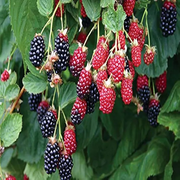 Blackberry_Climbing_Plant