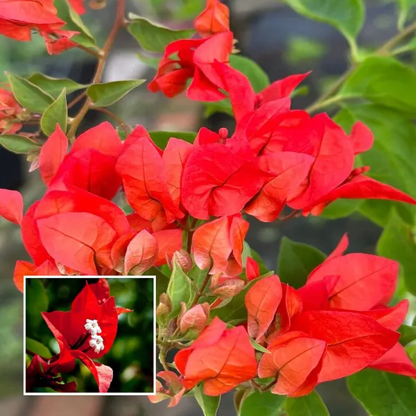 Red_Colour_Bougainvillea_Kagoj_Ful_Shrubs_Flower_Plant_(1-2_Feet_Height)