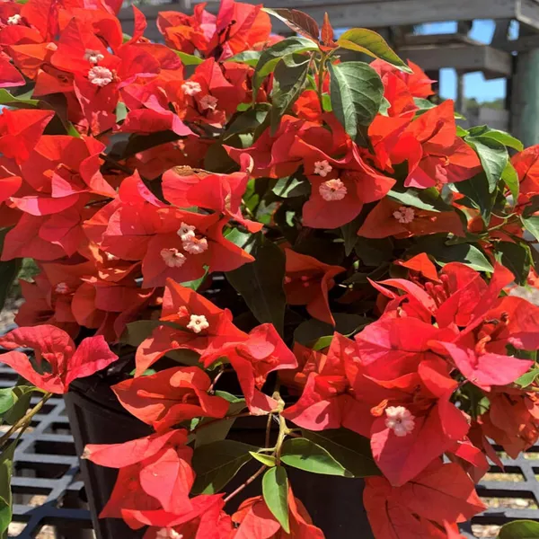 Red_Colour_Bougainvillea_Kagoj_Ful_Shrubs_Flower_Plant_(1-2_Feet_Height)