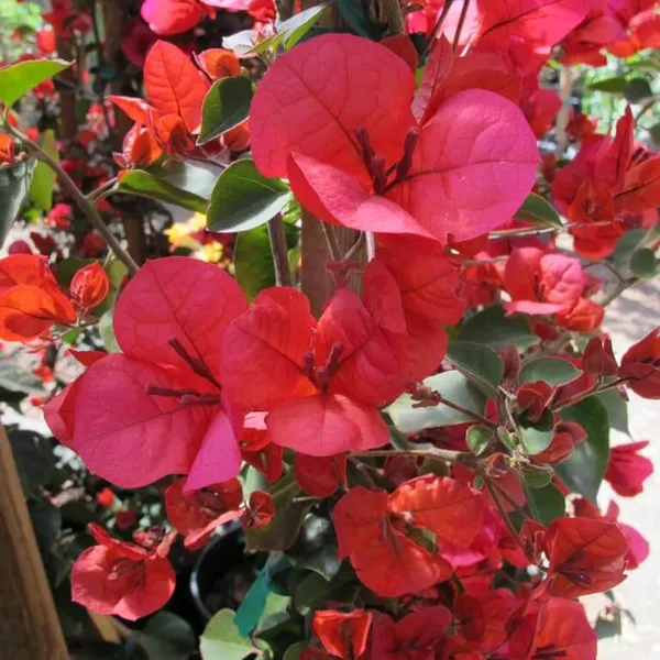 Red_Colour_Bougainvillea_Kagoj_Ful_Shrubs_Flower_Plant_(1-2_Feet_Height)