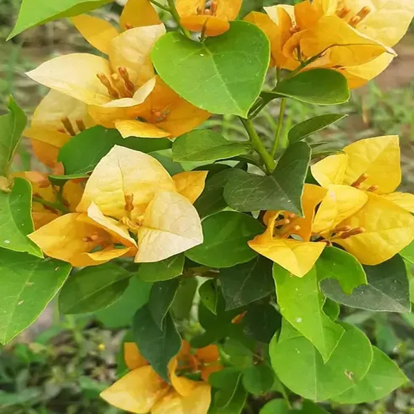 Yellow_Colour_Bougainvillea_Kagoj_Ful_Shrubs_Flower_Plant_(1-2_Feet_Height)