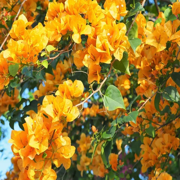 Yellow_Colour_Bougainvillea_Kagoj_Ful_Shrubs_Flower_Plant_(1-2_Feet_Height)