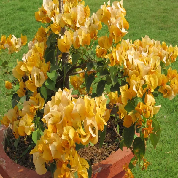 Yellow_Colour_Bougainvillea_Kagoj_Ful_Shrubs_Flower_Plant_(1-2_Feet_Height)