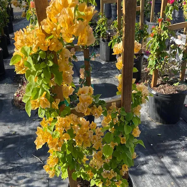 Yellow_Colour_Bougainvillea_Kagoj_Ful_Shrubs_Flower_Plant_(1-2_Feet_Height)