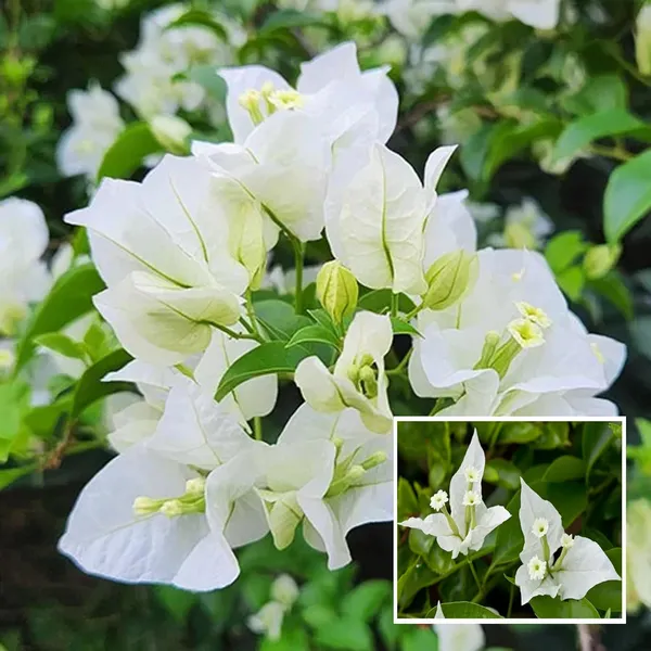 White_Colour_Bougainvillea_Kagoj_Ful_Shrubs_Flower_Plant_(1-2_Feet_Height)