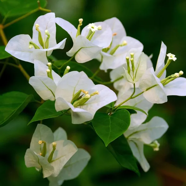 White_Colour_Bougainvillea_Kagoj_Ful_Shrubs_Flower_Plant_(1-2_Feet_Height)