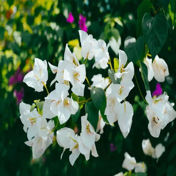 White_Colour_Bougainvillea_Kagoj_Ful_Shrubs_Flower_Plant_(1-2_Feet_Height)