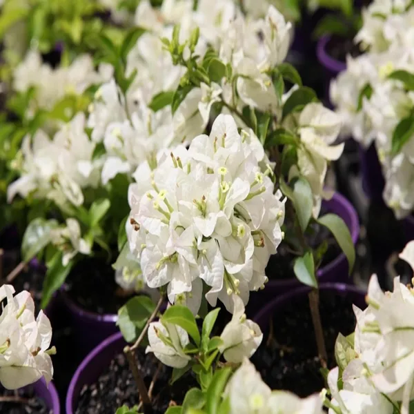 White_Colour_Bougainvillea_Kagoj_Ful_Shrubs_Flower_Plant_(1-2_Feet_Height)