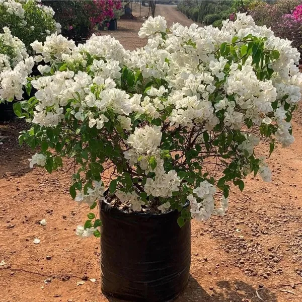 White_Colour_Bougainvillea_Kagoj_Ful_Shrubs_Flower_Plant_(1-2_Feet_Height)