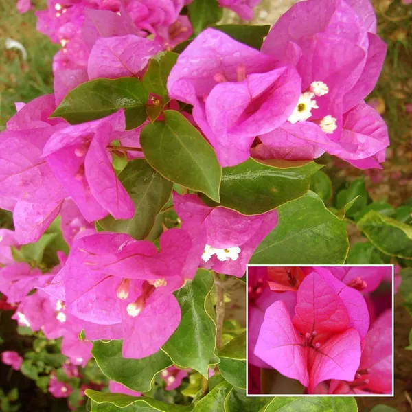 Pink_Colour_Bougainvillea_Kagoj_Ful_Shrubs_Flower_Plant_(1-2_Feet_Height)