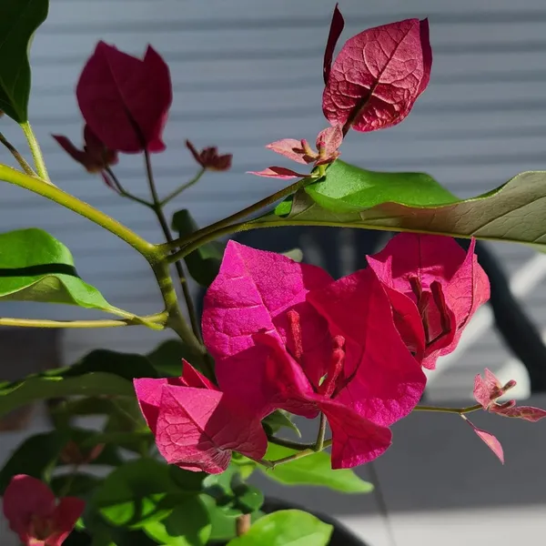 Pink_Colour_Bougainvillea_Kagoj_Ful_Shrubs_Flower_Plant_(1-2_Feet_Height)