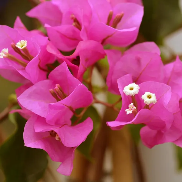 Pink_Colour_Bougainvillea_Kagoj_Ful_Shrubs_Flower_Plant_(1-2_Feet_Height)