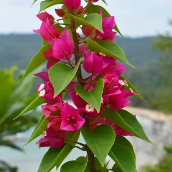 Pink_Colour_Bougainvillea_Kagoj_Ful_Shrubs_Flower_Plant_(1-2_Feet_Height)