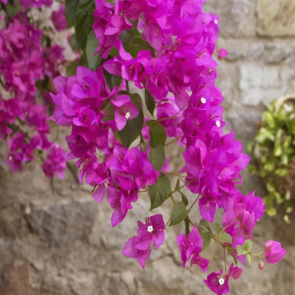 Pink_Colour_Bougainvillea_Kagoj_Ful_Shrubs_Flower_Plant_(1-2_Feet_Height)