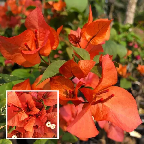Orange_Colour_Bougainvillea_Kagoj_Ful_Shrubs_Flower_Plant_(1-2_Feet_Height)