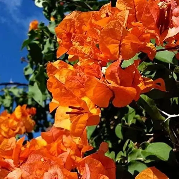 Orange_Colour_Bougainvillea_Kagoj_Ful_Shrubs_Flower_Plant_(1-2_Feet_Height)