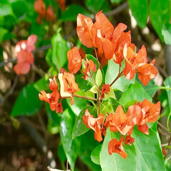 Orange_Colour_Bougainvillea_Kagoj_Ful_Shrubs_Flower_Plant_(1-2_Feet_Height)