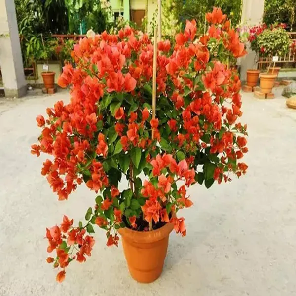 Orange_Colour_Bougainvillea_Kagoj_Ful_Shrubs_Flower_Plant_(1-2_Feet_Height)