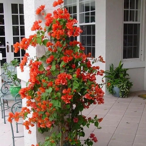 Orange_Colour_Bougainvillea_Kagoj_Ful_Shrubs_Flower_Plant_(1-2_Feet_Height)