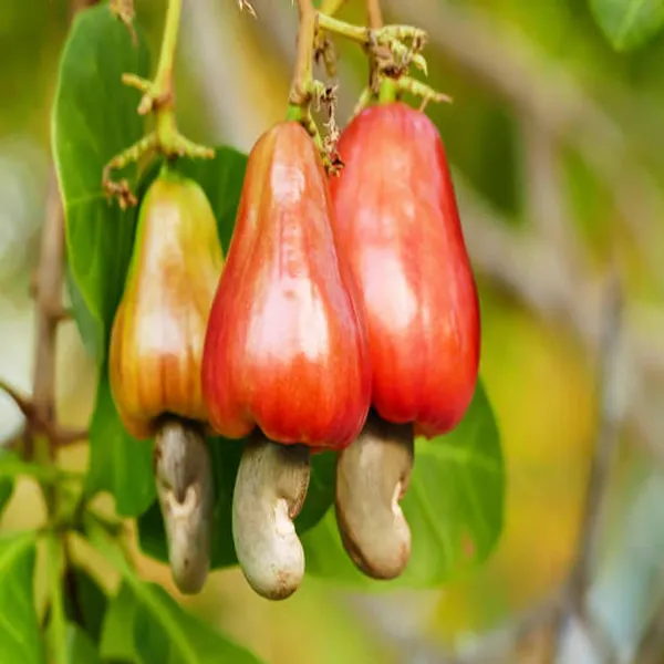 Vri_3_Kaju_Cashew_Nut_Anacardium_Fruit_Plant_(1.5-3_Feet_Height)