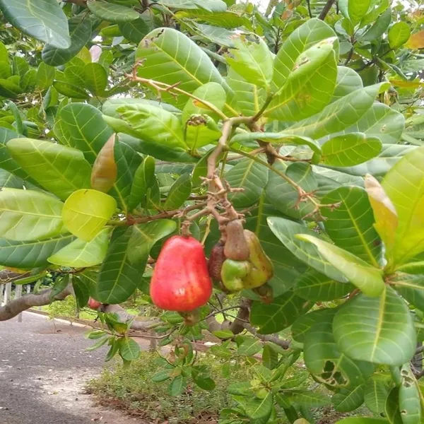 Vri_3_Kaju_Cashew_Nut_Anacardium_Fruit_Plant_(1.5-3_Feet_Height)