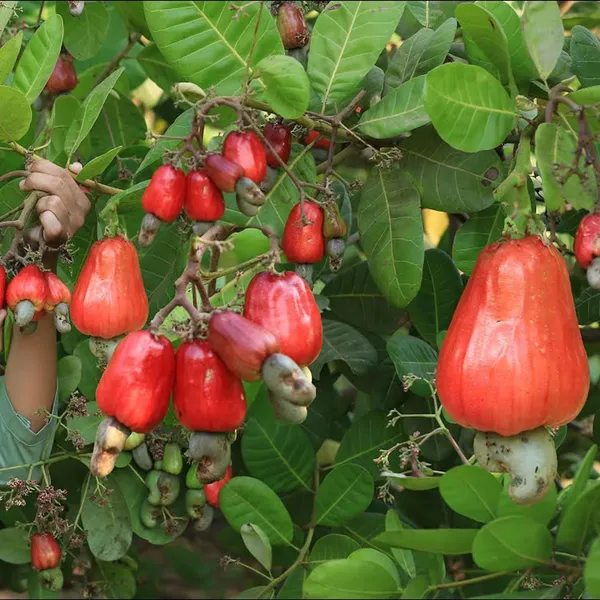 Vri_3_Kaju_Cashew_Nut_Anacardium_Fruit_Plant_(1.5-3_Feet_Height)