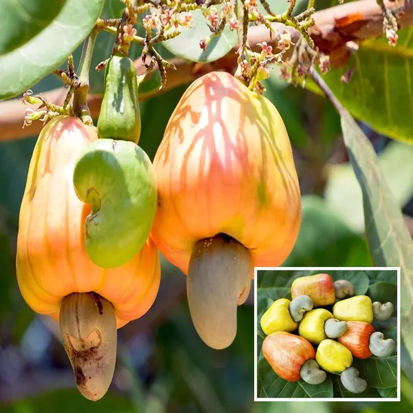 Jhargram_1_Kaju_Cashew_Nut_Anacardium_Fruit_Plant_(1.5-3_Feet_Height)