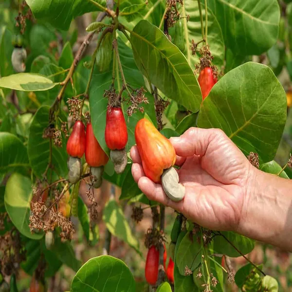 Jhargram_1_Kaju_Cashew_Nut_Anacardium_Fruit_Plant_(1.5-3_Feet_Height)