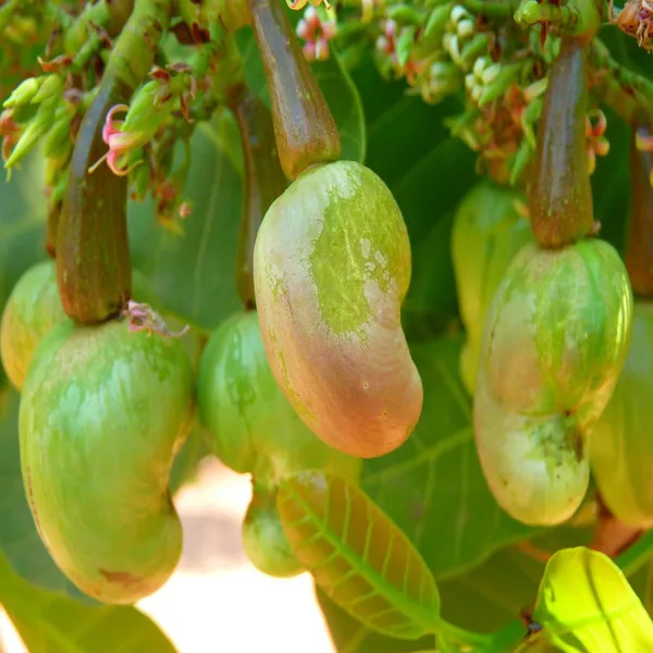 Jhargram_1_Kaju_Cashew_Nut_Anacardium_Fruit_Plant_(1.5-3_Feet_Height)