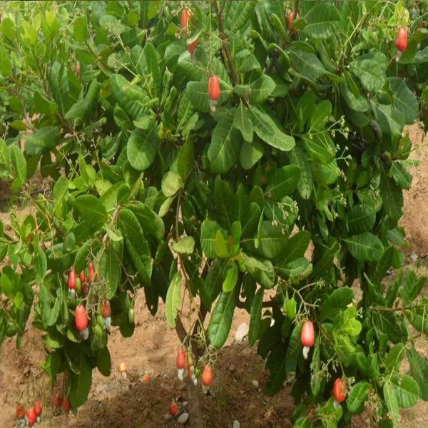 Jhargram_1_Kaju_Cashew_Nut_Anacardium_Fruit_Plant_(1.5-3_Feet_Height)