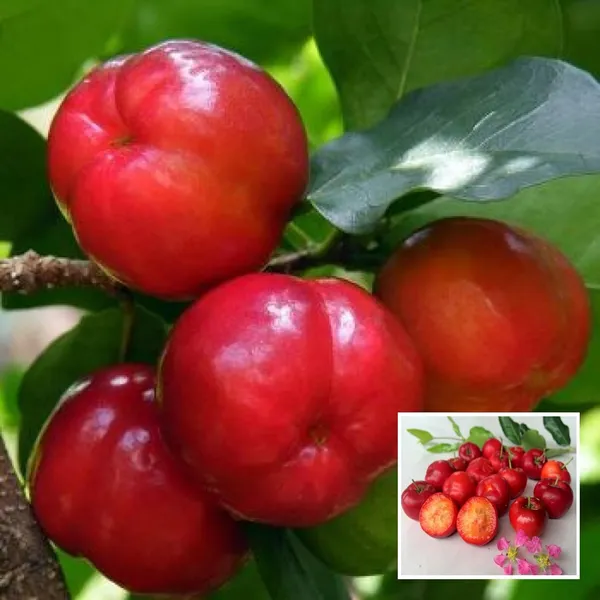 Barbados_Apple_Cherry_Cherries_Layering/Grafted_Fruit_Plant_(1-2_Feet_Height)
