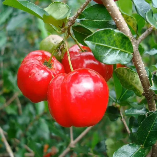 Barbados_Apple_Cherry_Cherries_Layering/Grafted_Fruit_Plant_(1-2_Feet_Height)