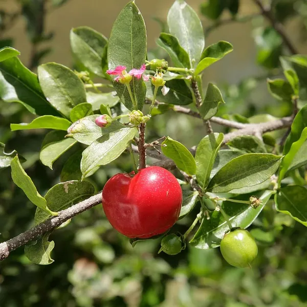 Barbados_Apple_Cherry_Cherries_Layering/Grafted_Fruit_Plant_(1-2_Feet_Height)