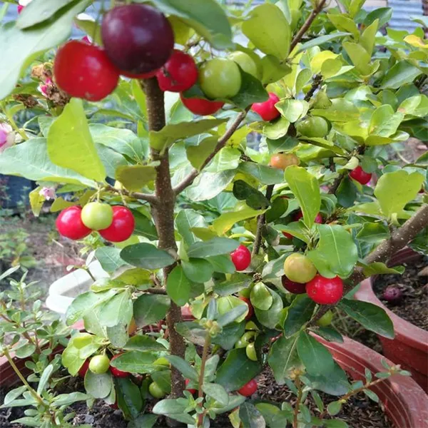 Barbados_Apple_Cherry_Cherries_Layering/Grafted_Fruit_Plant_(1-2_Feet_Height)